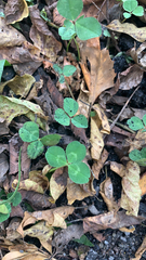 Trifolium repens