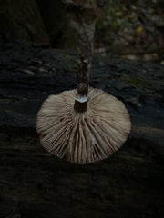 Armillaria novae-zelandiae