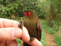 Cryptospiza reichenovii