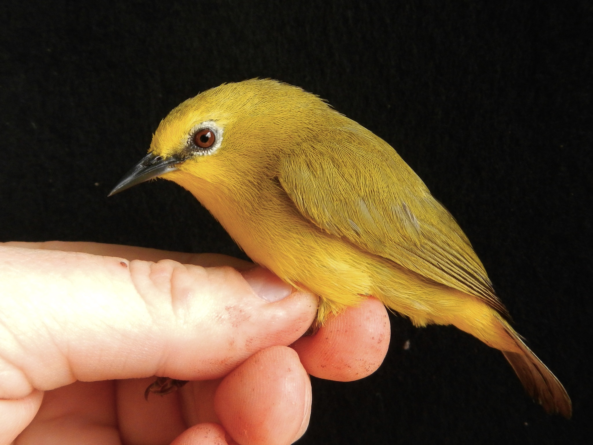 Forest White-eye illustration