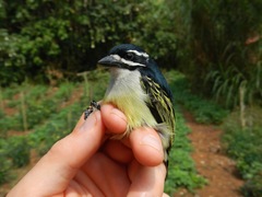 Pogoniulus bilineatus