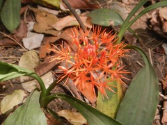 Scadoxus