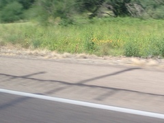 Kallstroemia grandiflora