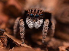 Maratus vespertilio