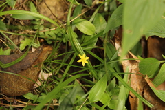 Hypoxis decumbens
