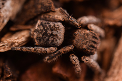 Maratus vespertilio