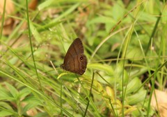 Hermeuptychia harmonia