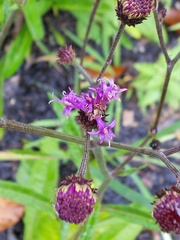 Vernonia acaulis