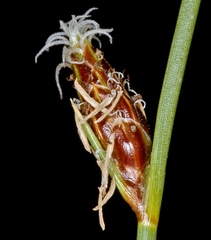 Amphiscirpus nevadensis