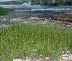 Amphiscirpus nevadensis