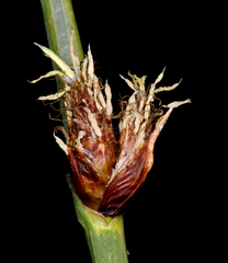 Amphiscirpus nevadensis