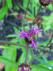 Vernonia acaulis