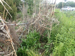 Haloragis erecta erecta