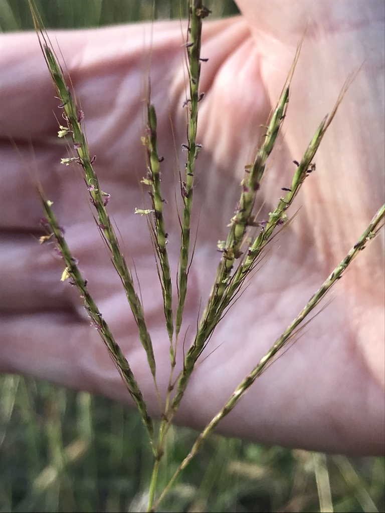 King Ranch Bluestem (Invasive Species of Texas) · iNaturalist