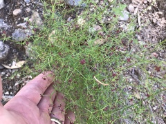 Galium wrightii