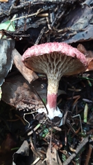 Suillus paluster