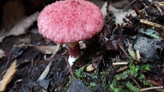 Suillus paluster