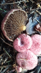 Suillus paluster