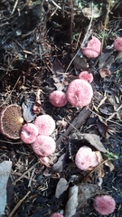 Suillus paluster