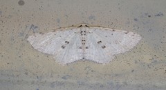 Poecilasthena scoliota