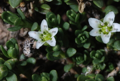Lysimachia buxifolia