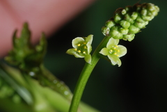 Dioscorea reticulata