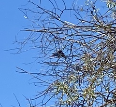 Aphelocoma californica