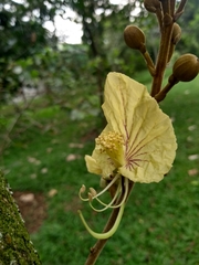 Swartzia robiniifolia