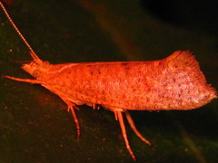 Ypsolopha parallela
