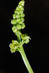 Dioscorea reticulata