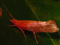 Ypsolopha parallela