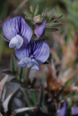 Vicia bijuga
