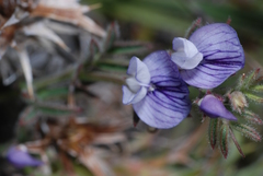 Vicia bijuga