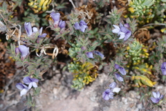 Vicia bijuga