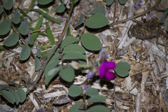 Tephrosia lindheimeri