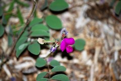 Tephrosia lindheimeri