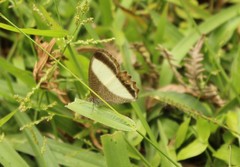 Oressinoma typhla typhla