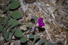 Tephrosia lindheimeri