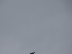 Corvus brachyrhynchos caurinus