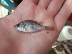 Lepomis humilis