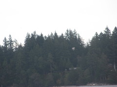 Larus brachyrhynchus