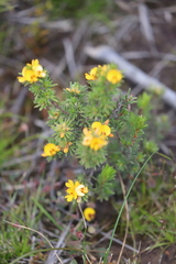 Pultenaea daltonii