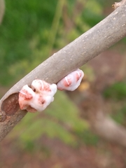 Ceroplastes grandis