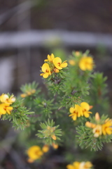 Pultenaea daltonii