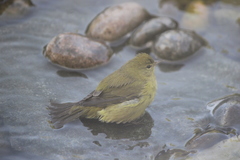 Leiothlypis celata