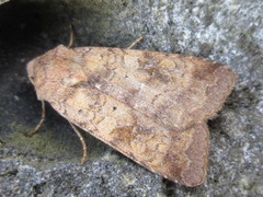 Diarsia canescens