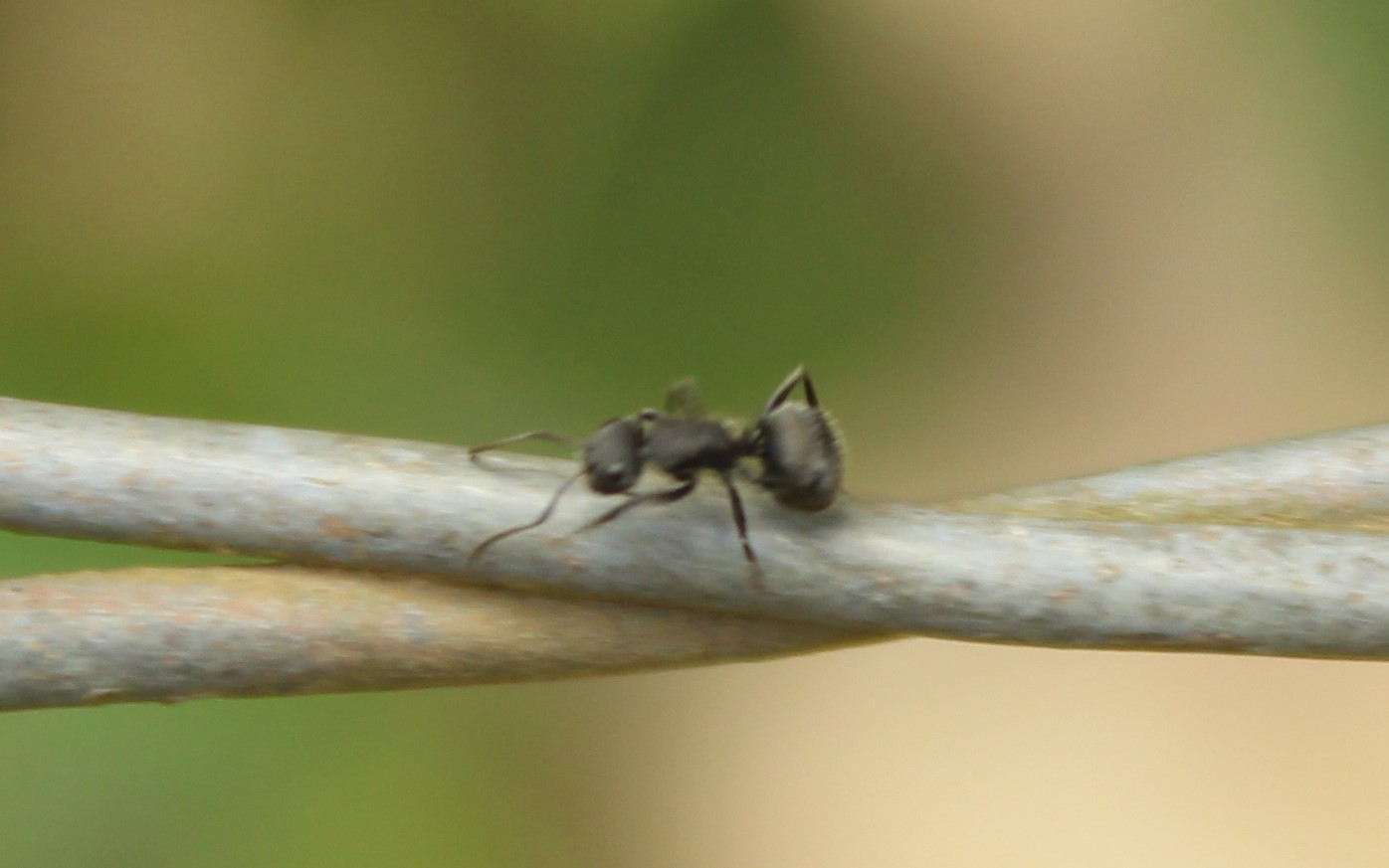Myrmobrachys