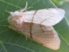 Phalerodonta bombycina