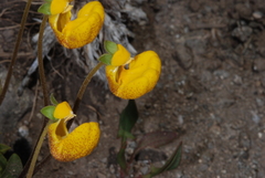 Calceolaria polyrhiza