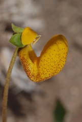 Calceolaria polyrhiza